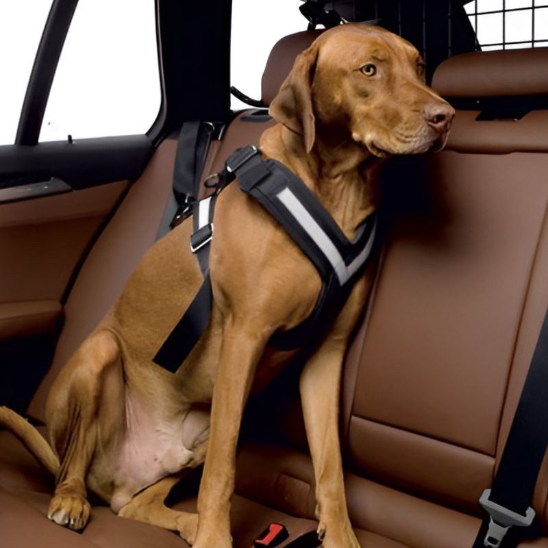 Trasportare in sicurezza un cane di taglia grande su macchina utilitaria?