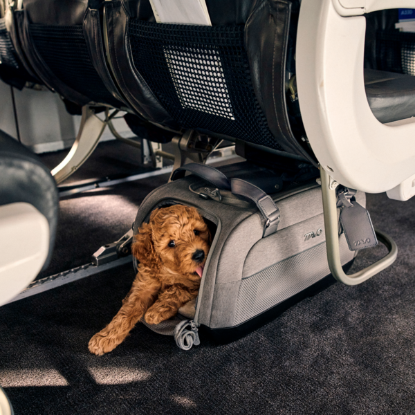 Come trasportare il cane in auto: 10 trasportini per te