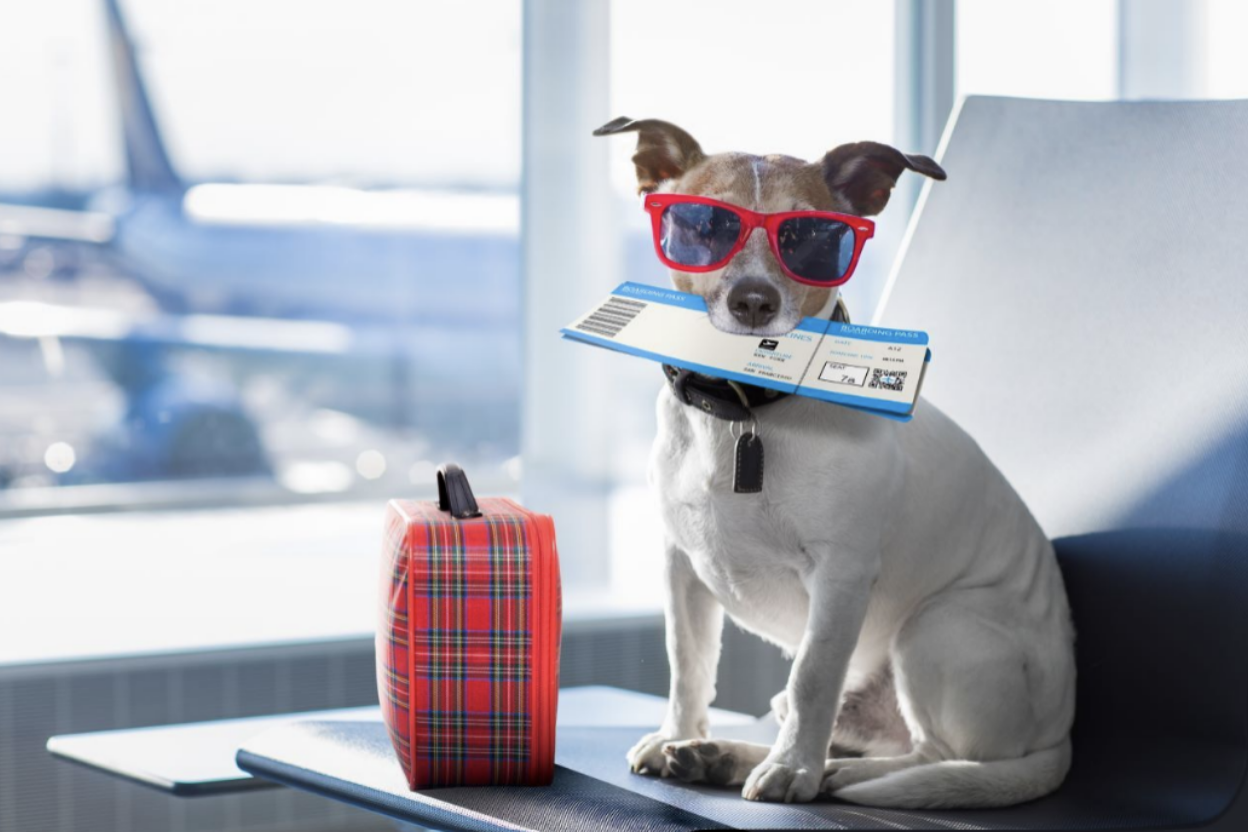 Trasportini aereo per cani