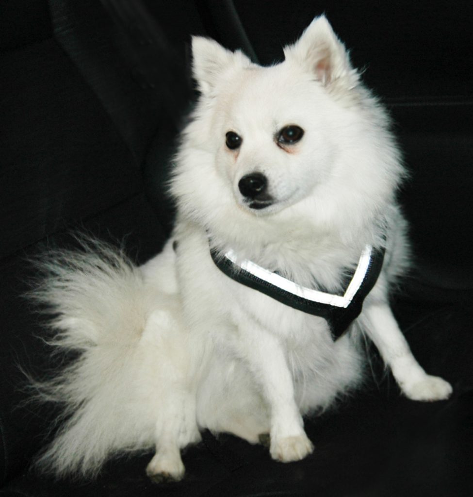 Pettorina per auto per cani crash tested