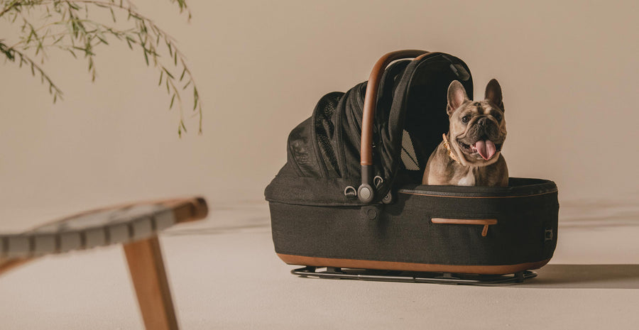 Dai cuccioli di uomo ai cuccioli di cane
