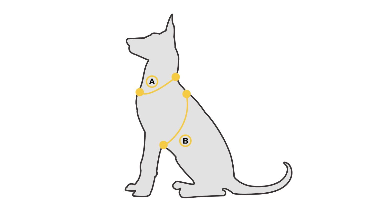 Come misurare il petto del cane