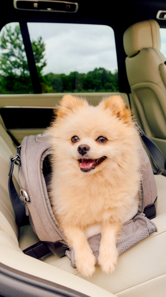 Trasportino da aereo e treno per cani taglia toy Dupree II